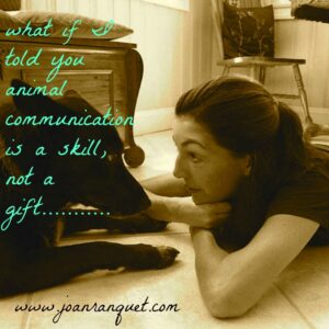 what if I told you animal communication is a skill - Copy