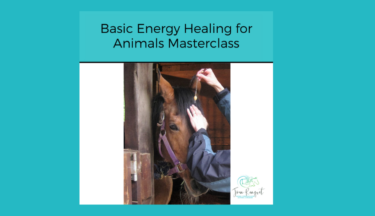 Basic Energy Healing For Animals Masterclass