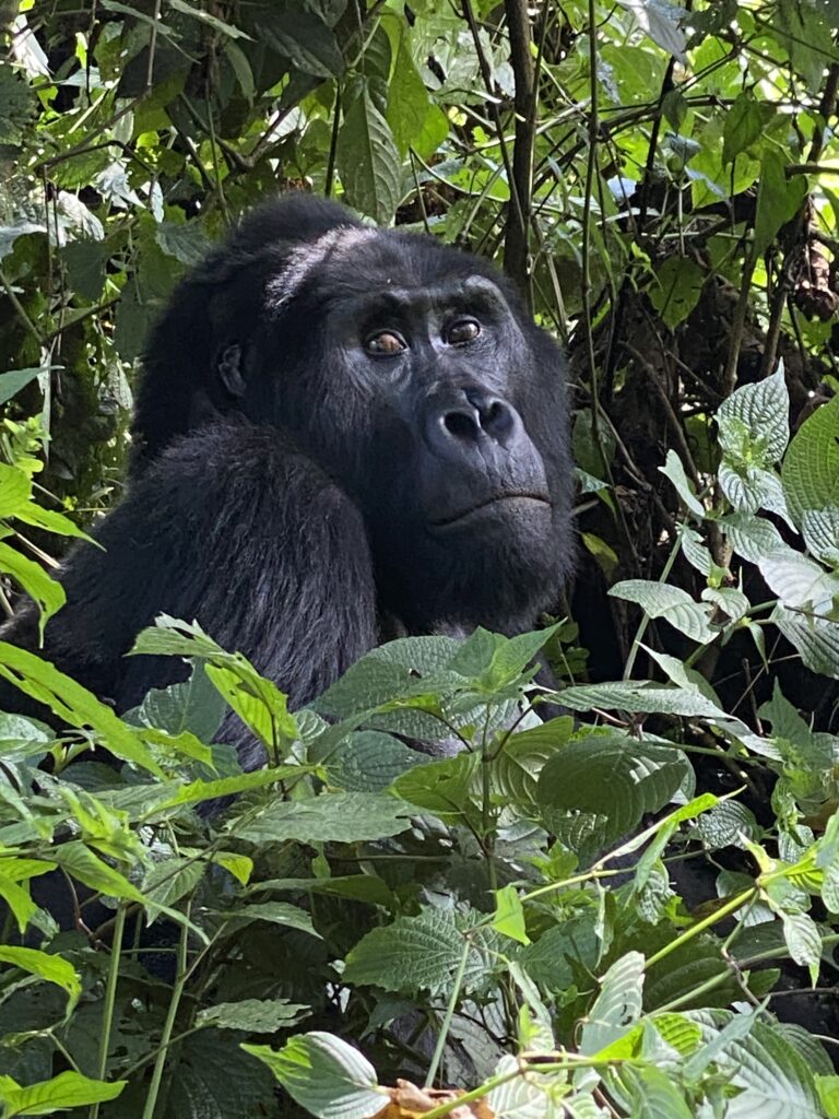 A gorilla in the Bwindi impenetrable Forest looks directly at the camera.