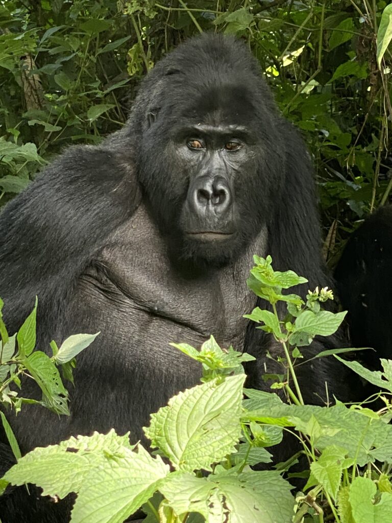 Gorilla in the Bwindi impenetrable Forest faces the camera.