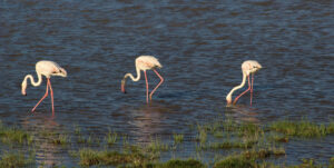 flamingos, Kenya