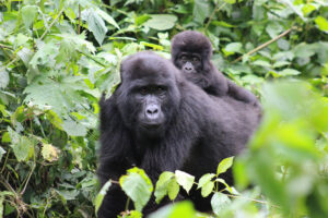 Gorilla adult and baby