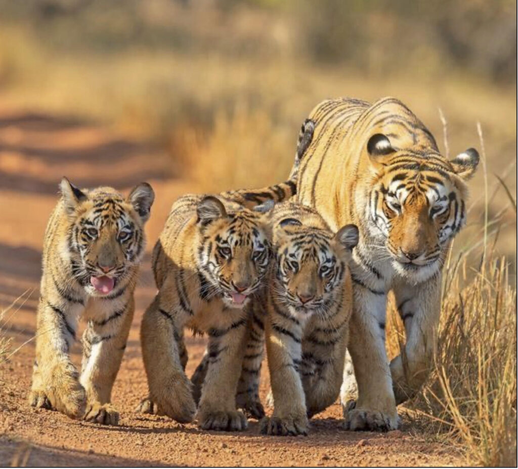 Four tigers- an example of a wildlife trip to India to see tigers with Joan Ranquet.